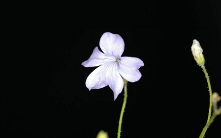 Cây ăn giun đất để tồn tại