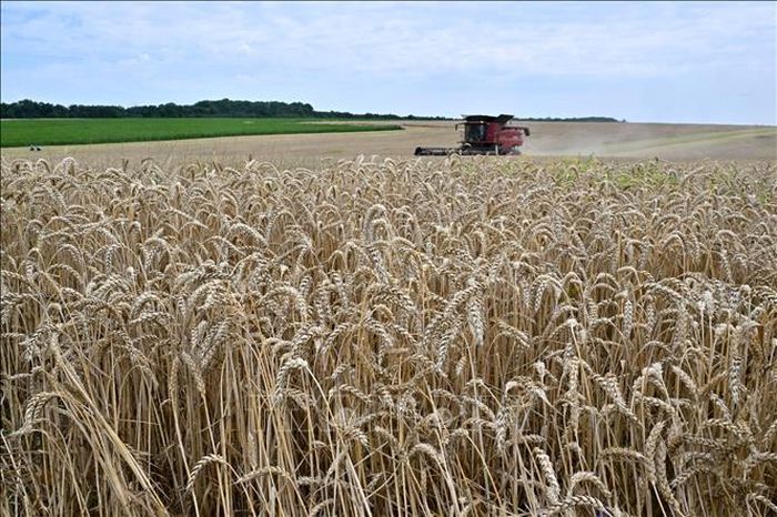 Ukraine lên kế hoạch kiện 3 nước EU về các lệnh cấm nhập khẩu nông sản