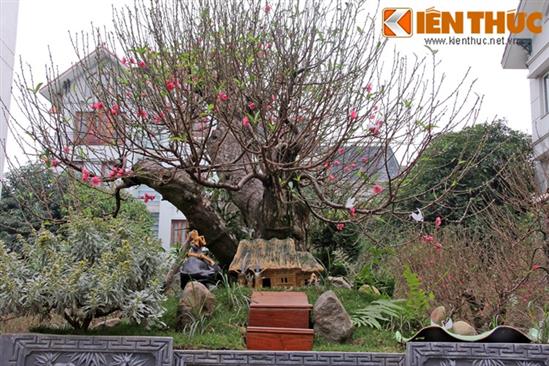 Đào thế cổ độc nhất vô nhị trăm triệu ở Hà Nội