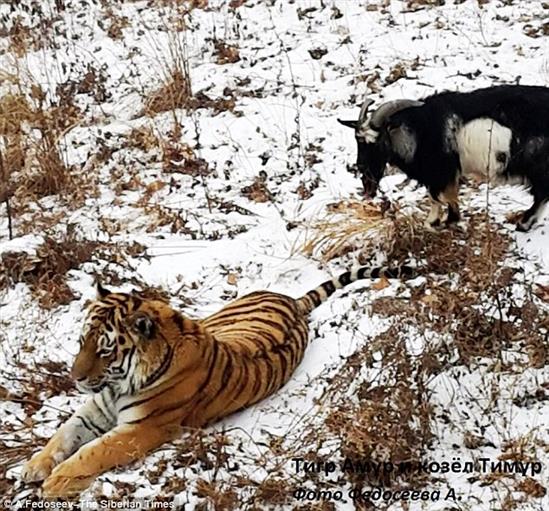 Hổ Amur kết bạn với dê