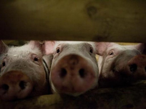Nga tạm ngừng nhập khẩu thịt lợn từ Mỹ do lo ngại virus PEDv