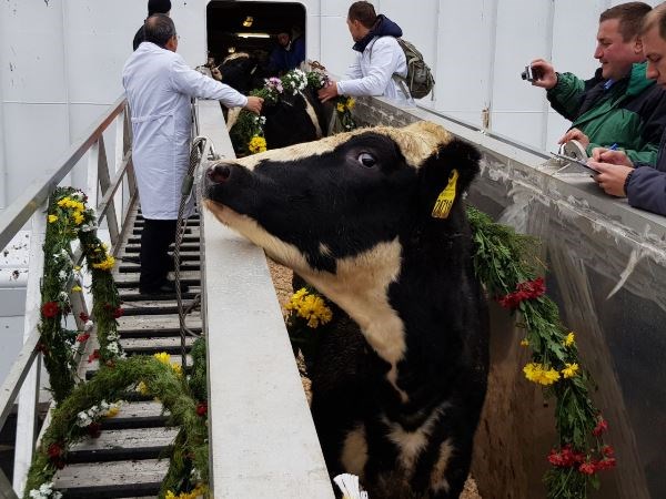 Tập đoàn TH đón đàn bò sữa cao sản HF đầu tiên về trang trại ở Mátxcơva