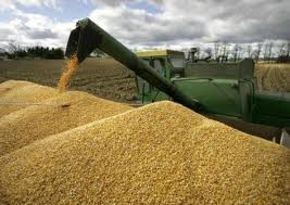 Nga hạ dự báo sản lượng ngũ cốc năm 2013/2014