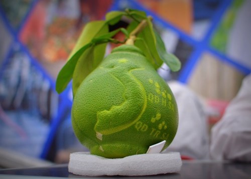 Bưởi có hình bản đồ Việt Nam xuất hiện giữa Thủ đô