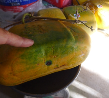 Cần Thơ: “Ông vua dưa hấu xe hơi” méo mặt vì vụ mùa thất bát