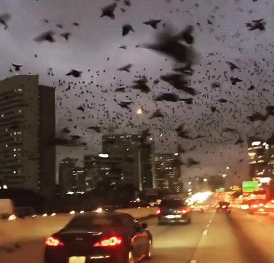 Hàng nghìn con chim lao sát đường cao tốc, gây ảnh hưởng giao thông