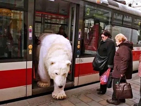 Lạ đời với chuyện ''thường ngày ở huyện'' tại Nga: Gấu Bắc Cực khổng lồ thản nhiên bước xuống từ xe buýt trong... sự bình thản của người đi đường