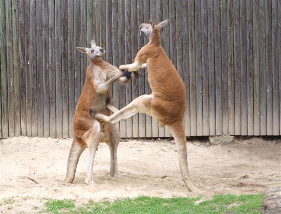 Video: Kangaroo đánh nhau như võ sĩ quyền anh