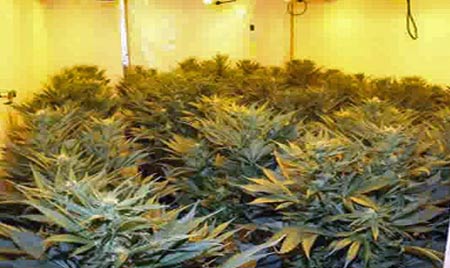 Người gốc Việt nhập cư trái phép bị bắt vì tội trồng cần sa