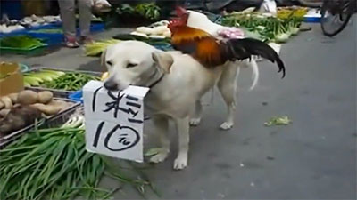 Trung quốc: Chó cõng gà đi bán : 10 tệ / 1 con (Video)