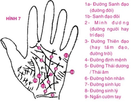 Hướng dẫn cách xem chỉ tay