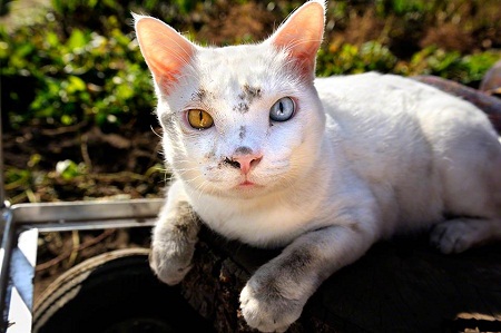 Câu chuyện về bà lão nông dân cô độc gây sốt ở Nhật