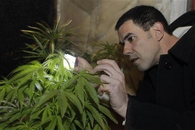 Uruguay chuẩn bị 'hợp pháp hóa' cần sa