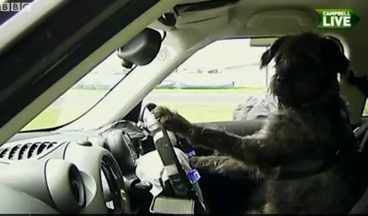 Huấn luyện chó lái ô tô