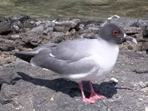 Nhiều loài vật từ phương Nam tới cư trú ở Bắc cực