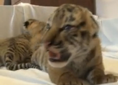 Chó mẹ nhận nuôi ba cọp con mồ côi