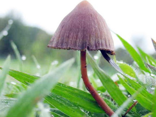 Tính cách người nói nhỏ