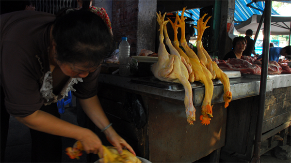 Gà “quá đát” biến thành gà ta