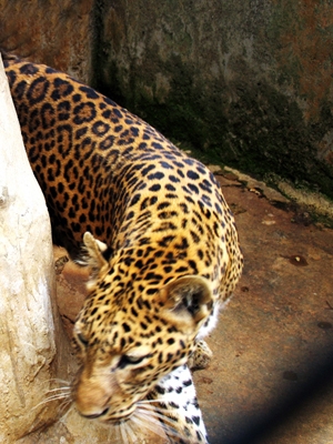 Ba con báo xuất hiện gần nhà dân