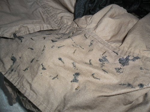 Hoảng hồn thấy sinh vật lạ bò lúc nhúc trong quần áo