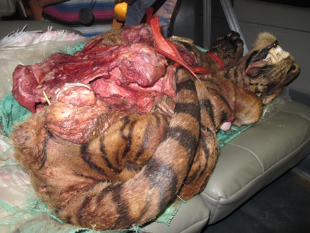 Chi tiết vụ phát hiện nguyên xác hổ trên xế hộp