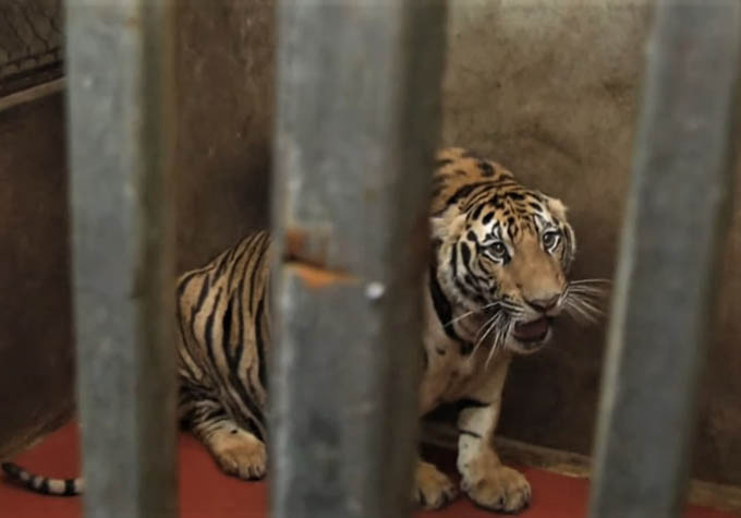 Bên trong hầm nuôi 17 con hổ ở Nghệ An