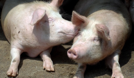 Nga: Cử hành đám cưới heo