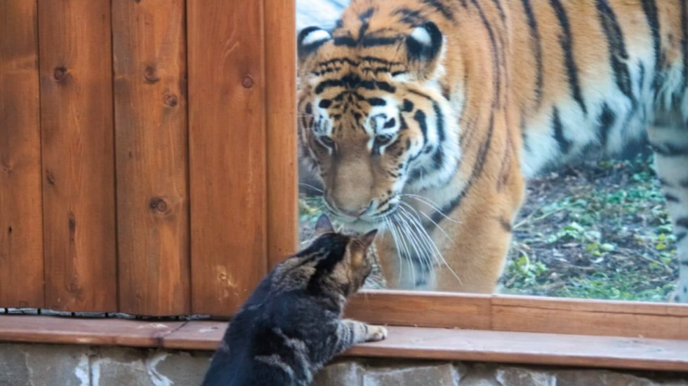 Video: Bất ngờ về tình bạn giữa hổ và mèo ở sở thú Nga