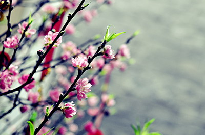 Nhà hàng Tre Vàng chúc mừng năm mới Ất Mùi 2015