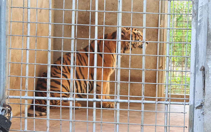 Số phận 9 con hổ được giải cứu còn sống bây giờ ra sao?