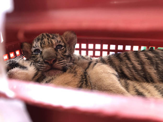 Bị phát hiện đang chở 7 con hổ sống, tông xe cảnh sát để bỏ chạy