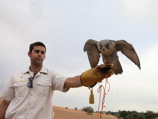 Cho chim ưng ngồi máy bay: Chỉ có thể là đại gia siêu giàu xứ nghìn lẻ một đêm