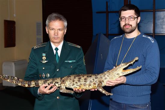 Hải quan sân bay Krasnoyarsk thu giữ tiêu bản cá sấu từ khách Việt Nam