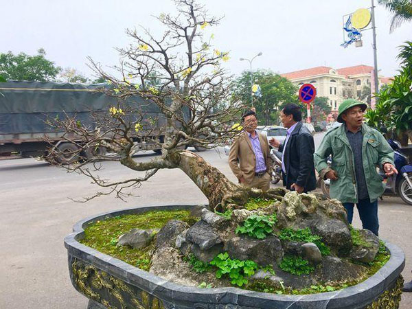 Choáng với cây Mai tiến vua gần trăm tuổi giá 5 tỉ gây xôn xao ở Quảng Bình