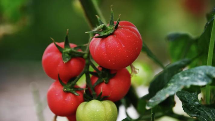 Các nhà khoa học Nga tìm ra cách giữ trái cây tươi lâu hơn