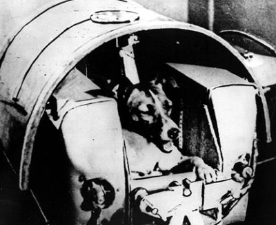 Chú chó Laika - sinh vật sống đầu tiên bay vào vũ trụ