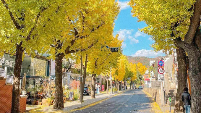 Hàng cây lá vàng trăm tuổi trên phố cổ ở Hàn Quốc