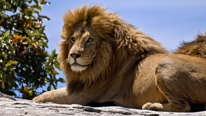 Các con sư tử ở vườn thú Barcelona bị nhiễm COVID-19