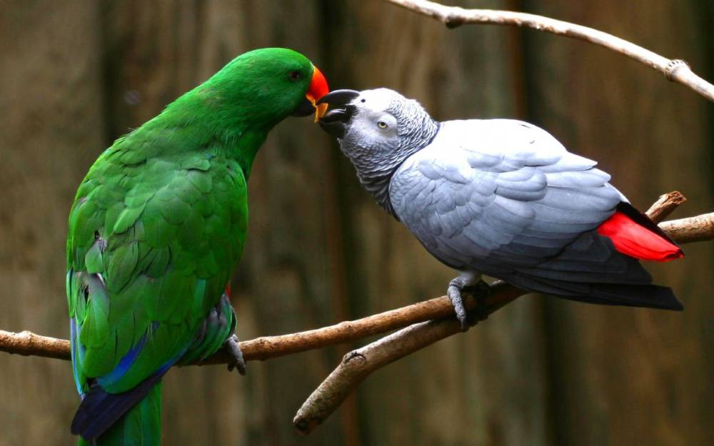 Vẻ đẹp của loài Chim - Phần 5