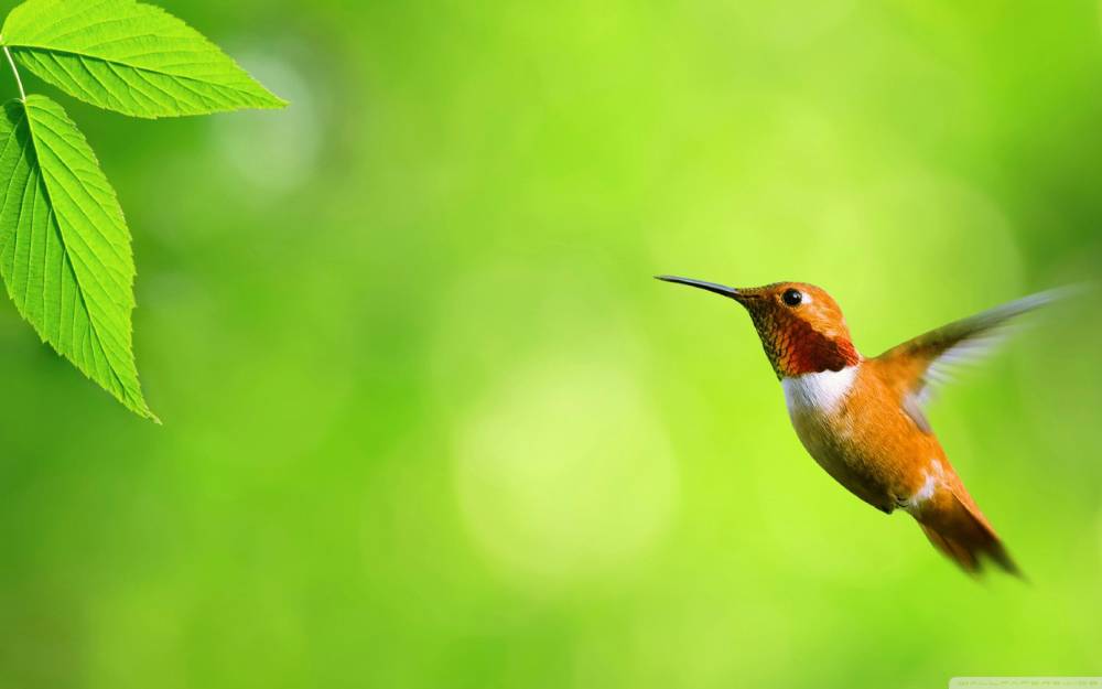 Vẻ đẹp của loài Chim - Phần 6