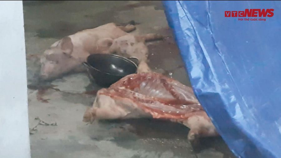 Video: Kinh hãi cảnh lò mổ đưa lợn chết, lợn bệnh lên bàn ăn ở Hà Nội