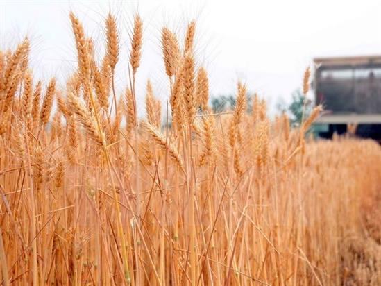 Israel và Nga xúc tiến ký kết thỏa thuận thương mại tự do