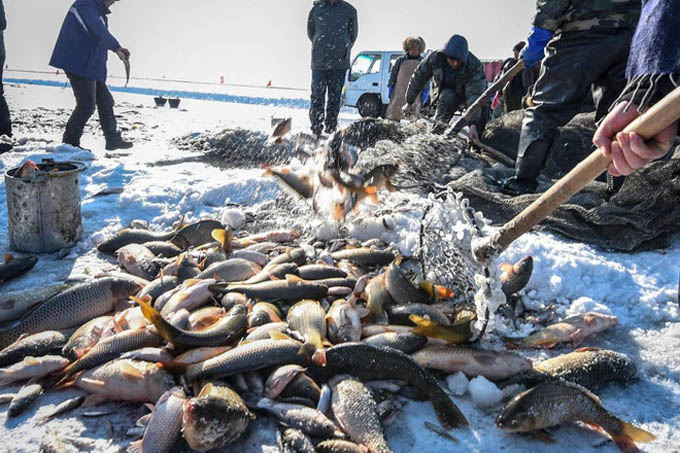 Đóng băng 80 tấn cá trên mặt đất ở Nga