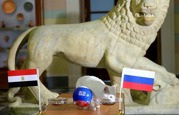 Mèo 'tiên tri' Achilles dự đoán Ai Cập ghi bàn nhưng Nga thắng