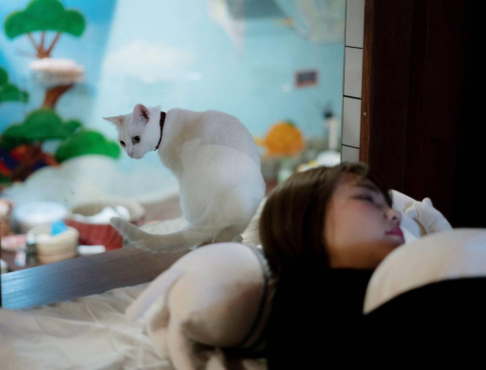 Nhật Bản: Ế ẩm do dịch Covid-19, khách sạn 'hồi sinh' nhờ... mèo