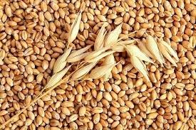 Giá lúa mì Nga tăng mạnh