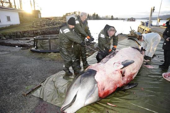 30 túi rác trong bụng cá voi báo động ô nhiễm môi trường