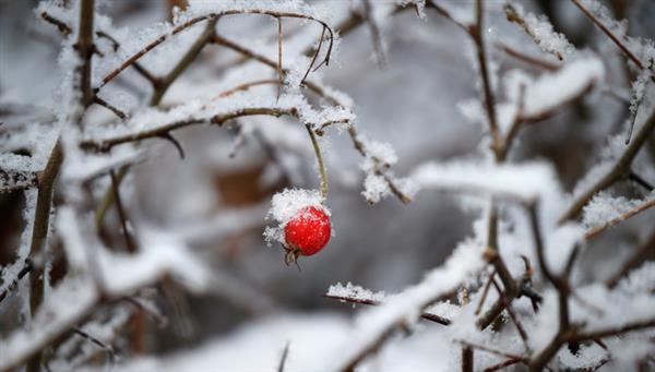4 tháng 12: Cảnh báo tuyết rơi và mưa băng ở khu vực trung tâm Liên bang Nga