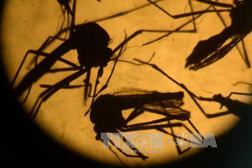 Nga ghi nhận trường hợp nhiễm virus Zika đầu tiên