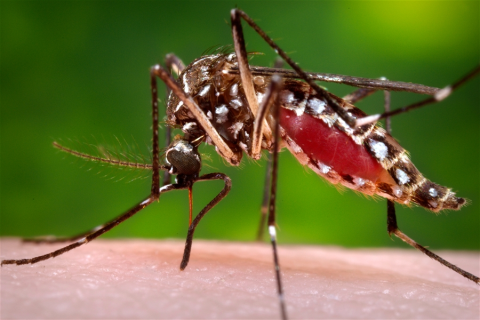 Muỗi Zika xuất hiện ở nhiều nước quanh Việt Nam